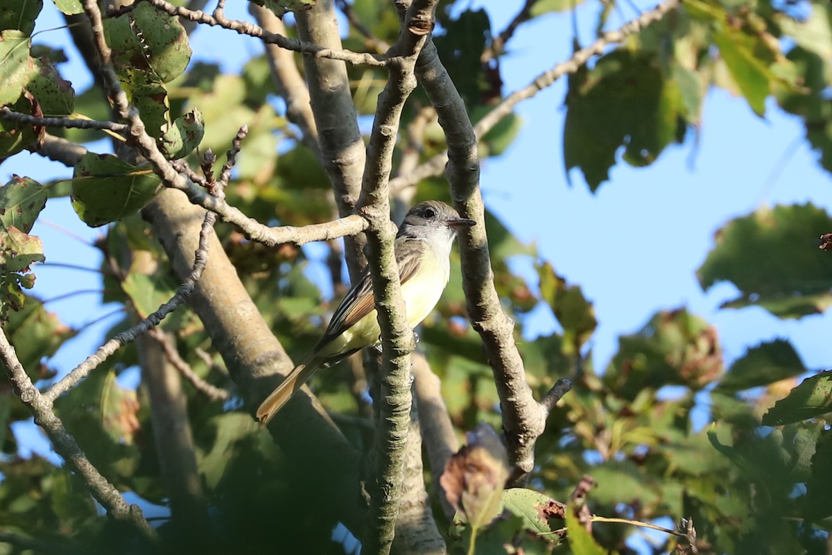 Great Crested Flycatcher - ML623330830