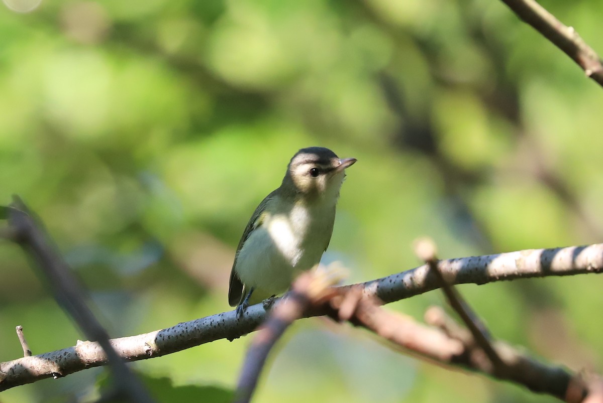 Red-eyed Vireo - ML623330834