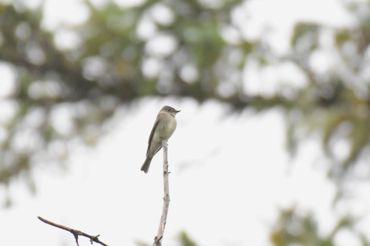 Western Wood-Pewee - ML623330869