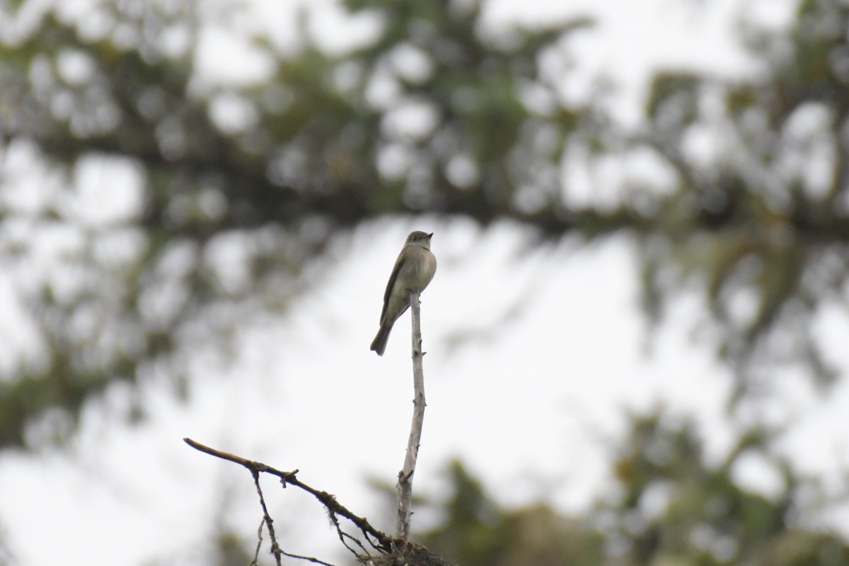 Western Wood-Pewee - ML623330870