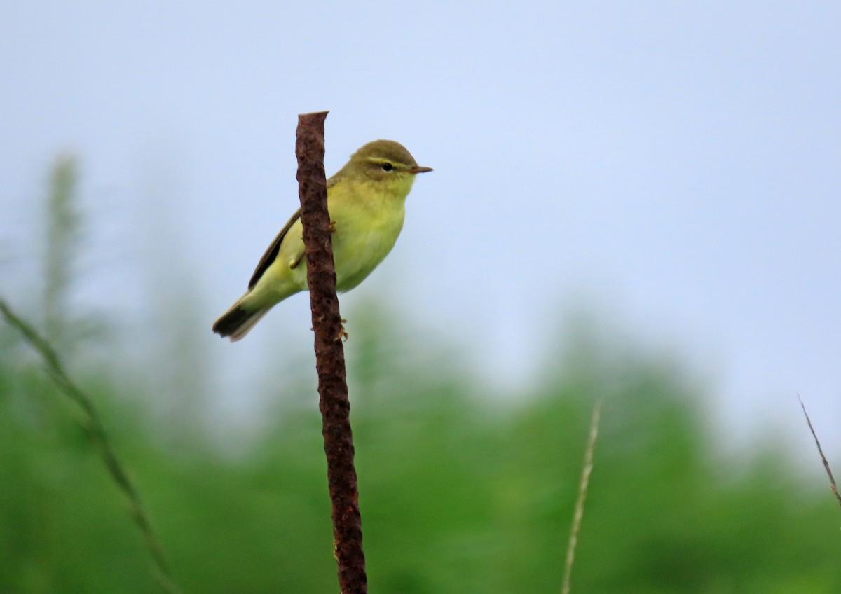 Willow Warbler - ML623330930