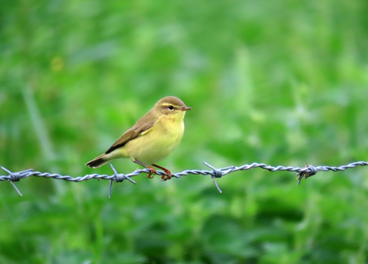 Willow Warbler - Francisco Javier Calvo lesmes