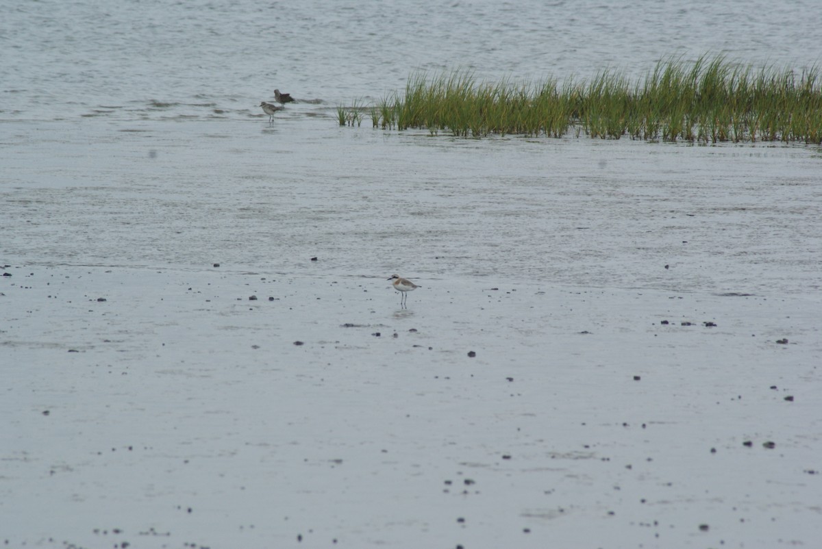 Greater Sand-Plover - ML623331033