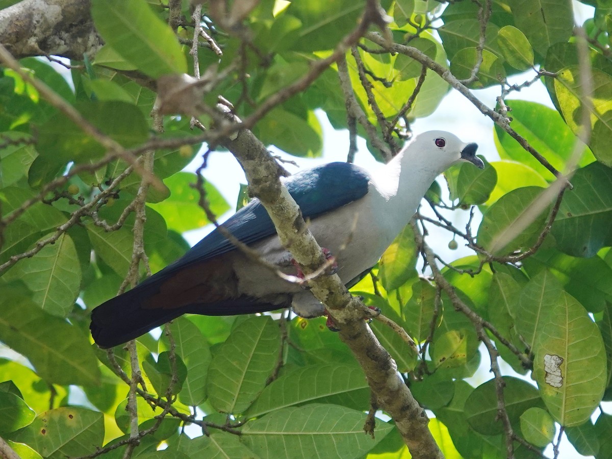 Spice Imperial-Pigeon - ML623331036