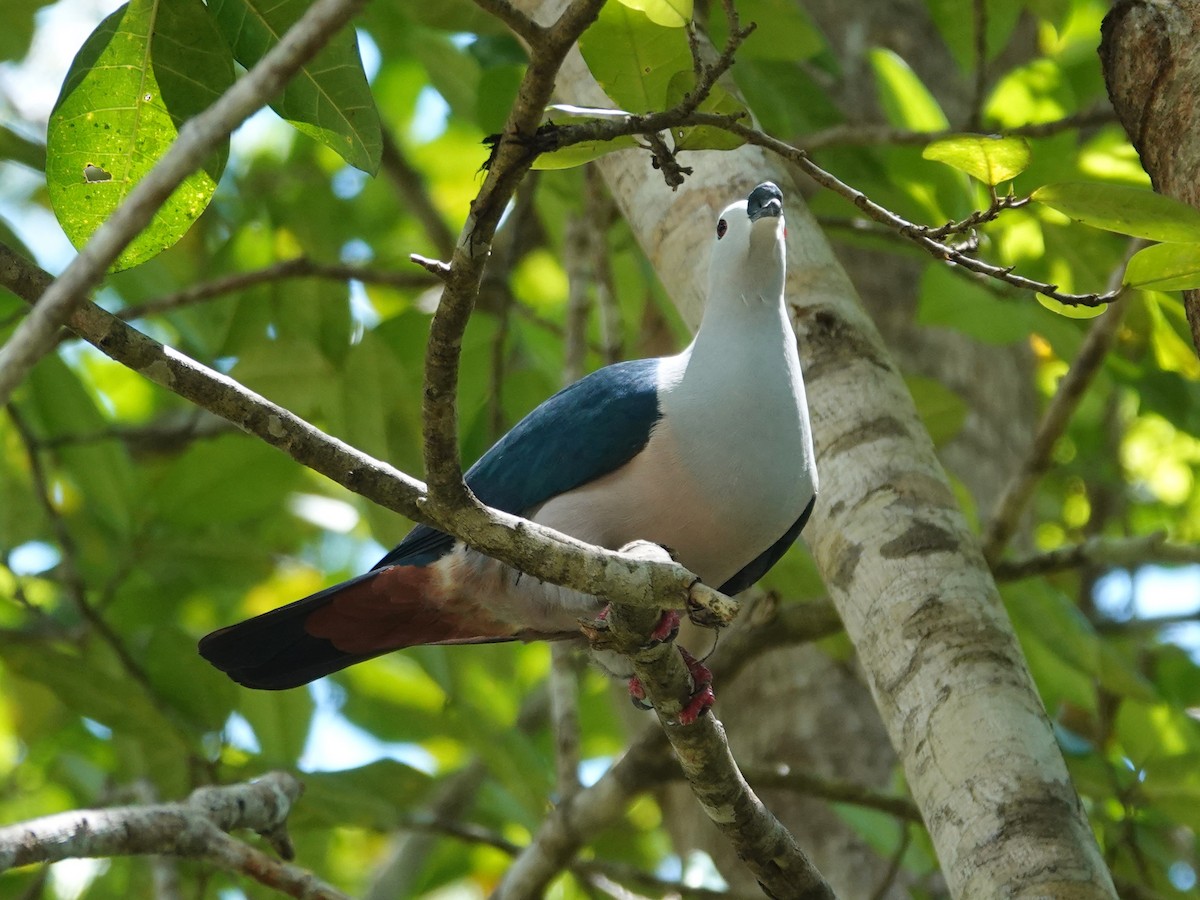 Spice Imperial-Pigeon - ML623331038