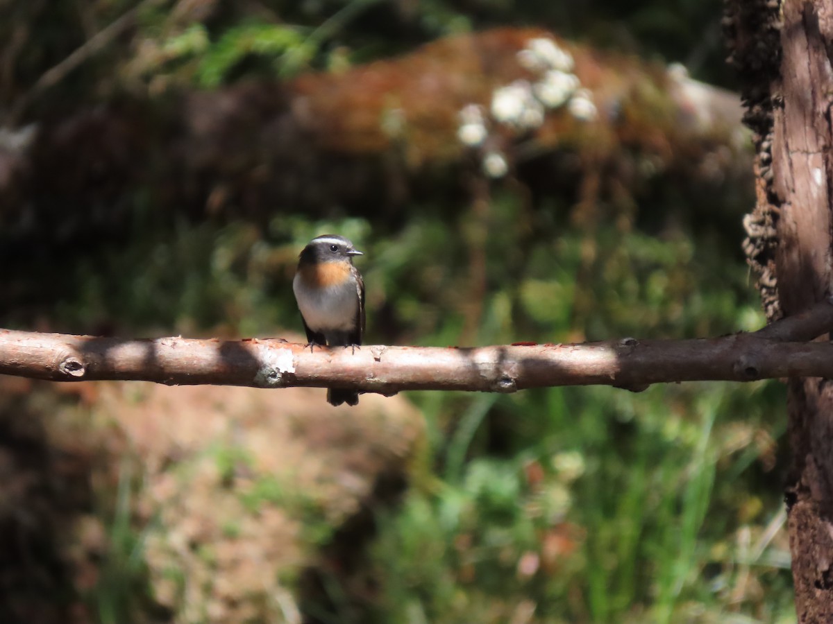 Rufous-breasted Chat-Tyrant - ML623331085