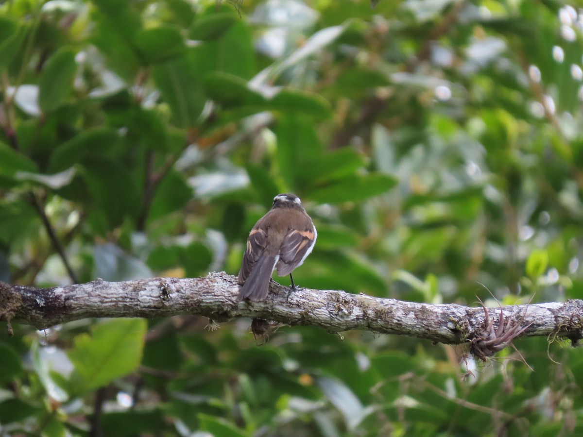 Rufous-breasted Chat-Tyrant - Cristian Cufiño