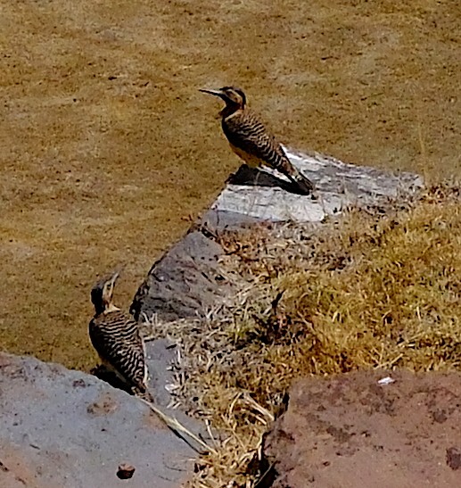 Andean Flicker - ML623331117