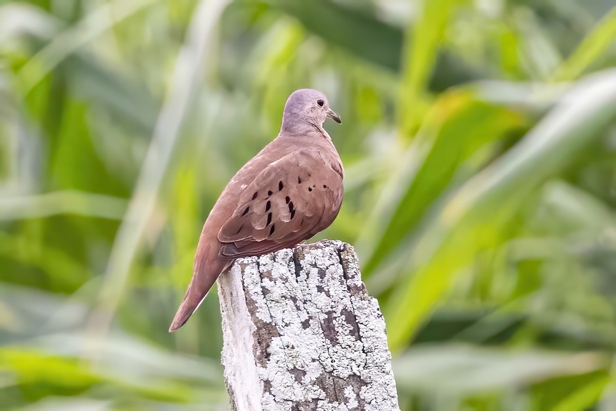 Plain-breasted Ground Dove - ML623331223