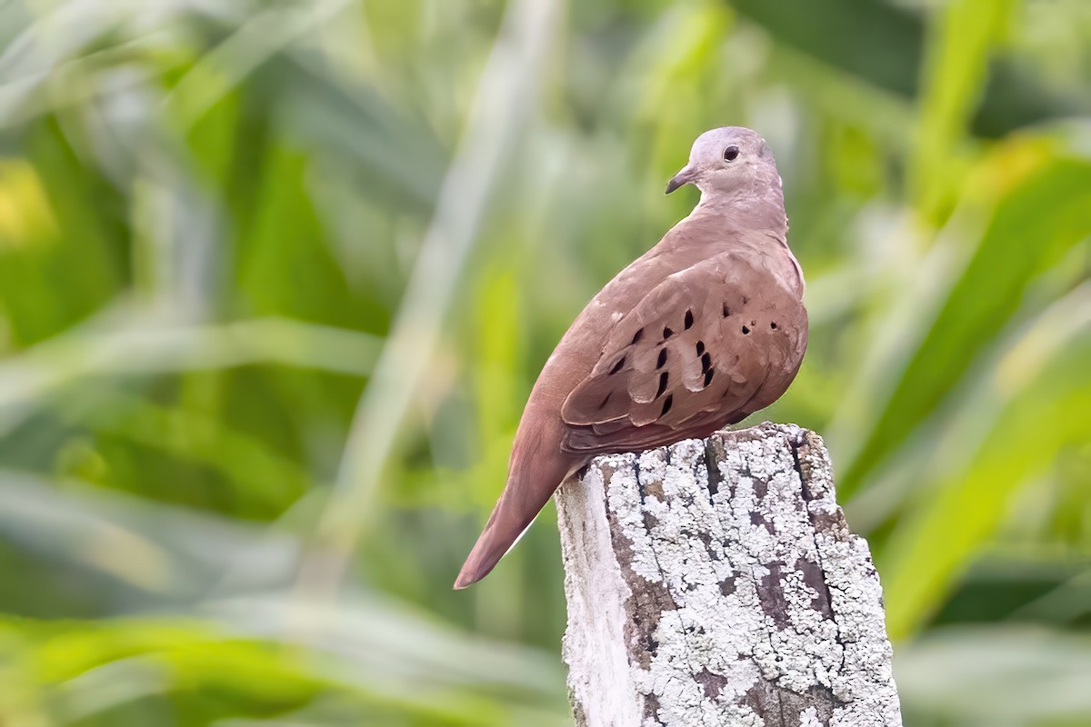 Plain-breasted Ground Dove - ML623331229