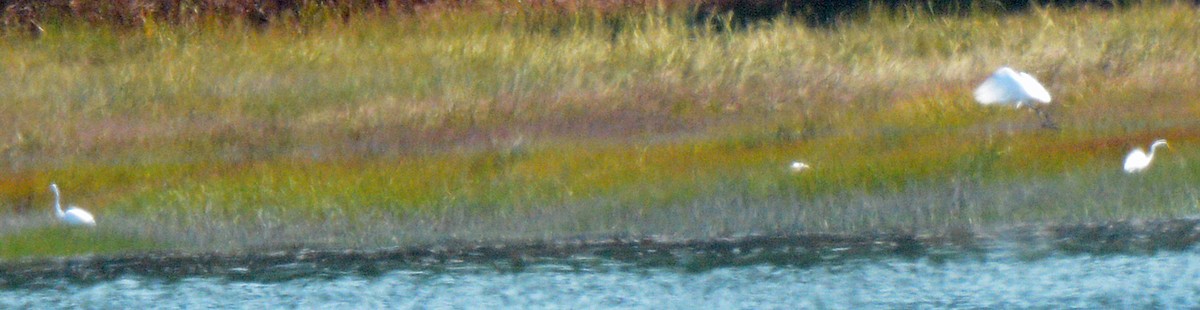 Great Egret - ML623331266