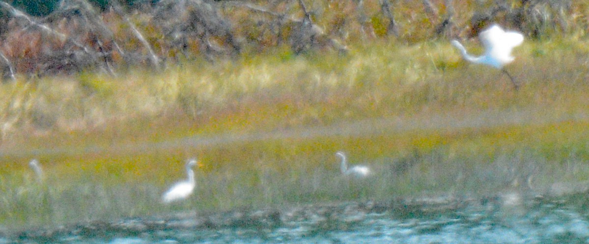 Great Egret - ML623331267