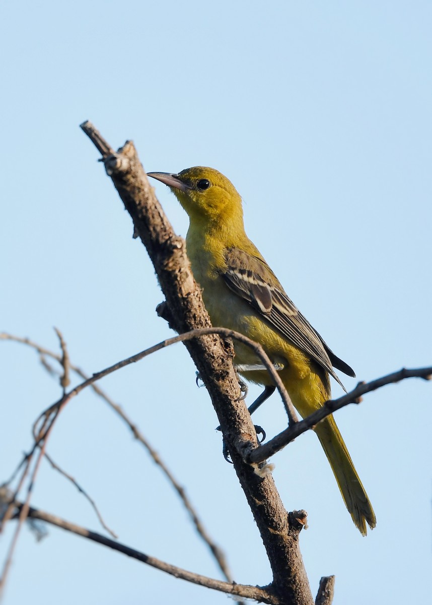 Hooded Oriole - ML623331330