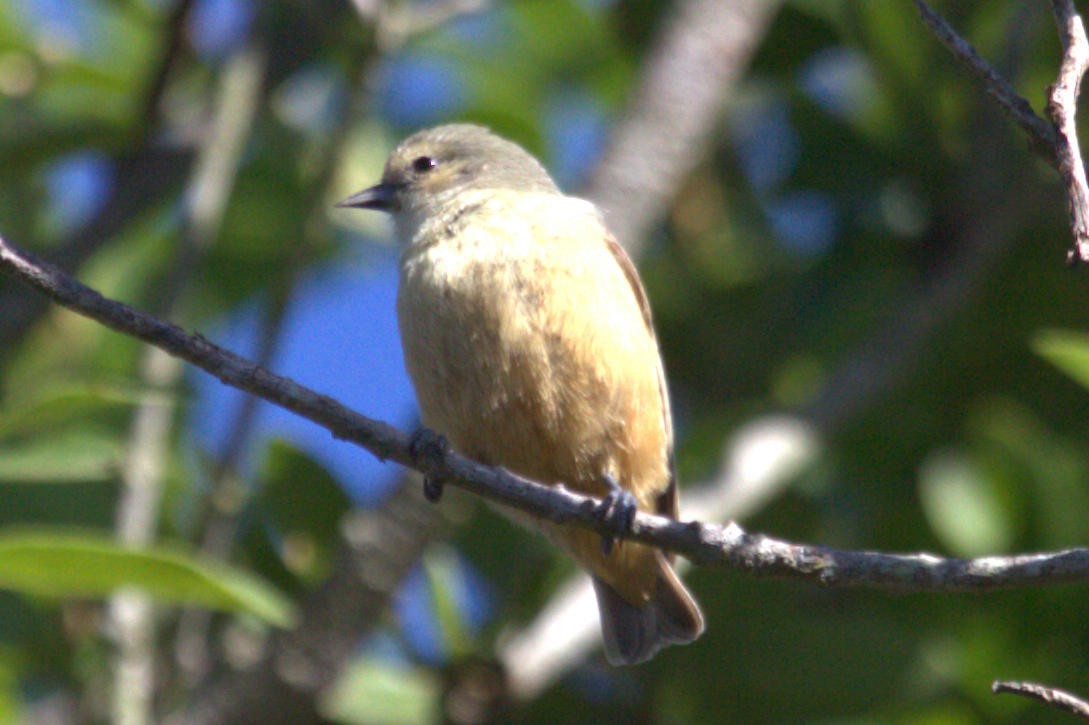 African Penduline-Tit - ML623331375