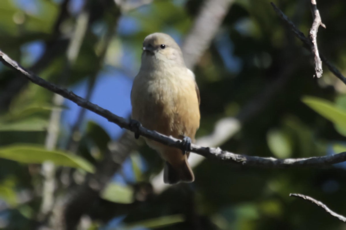 African Penduline-Tit - ML623331376