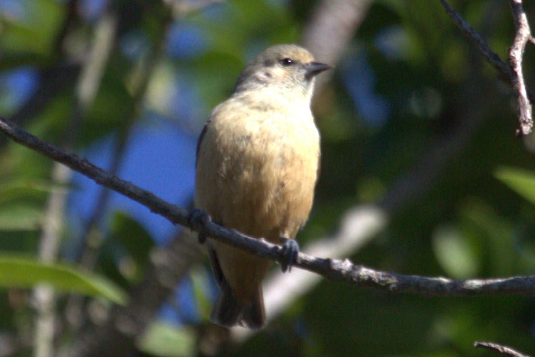 African Penduline-Tit - ML623331377