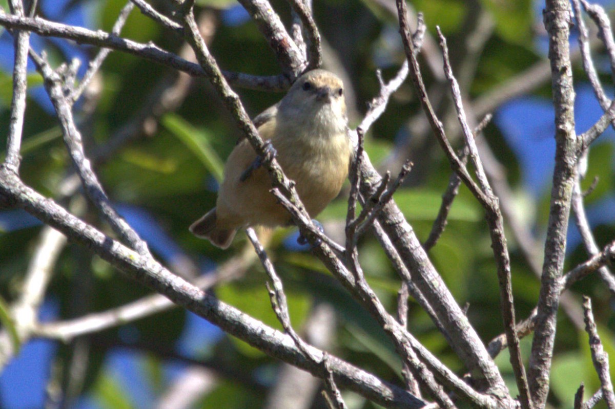 African Penduline-Tit - ML623331378