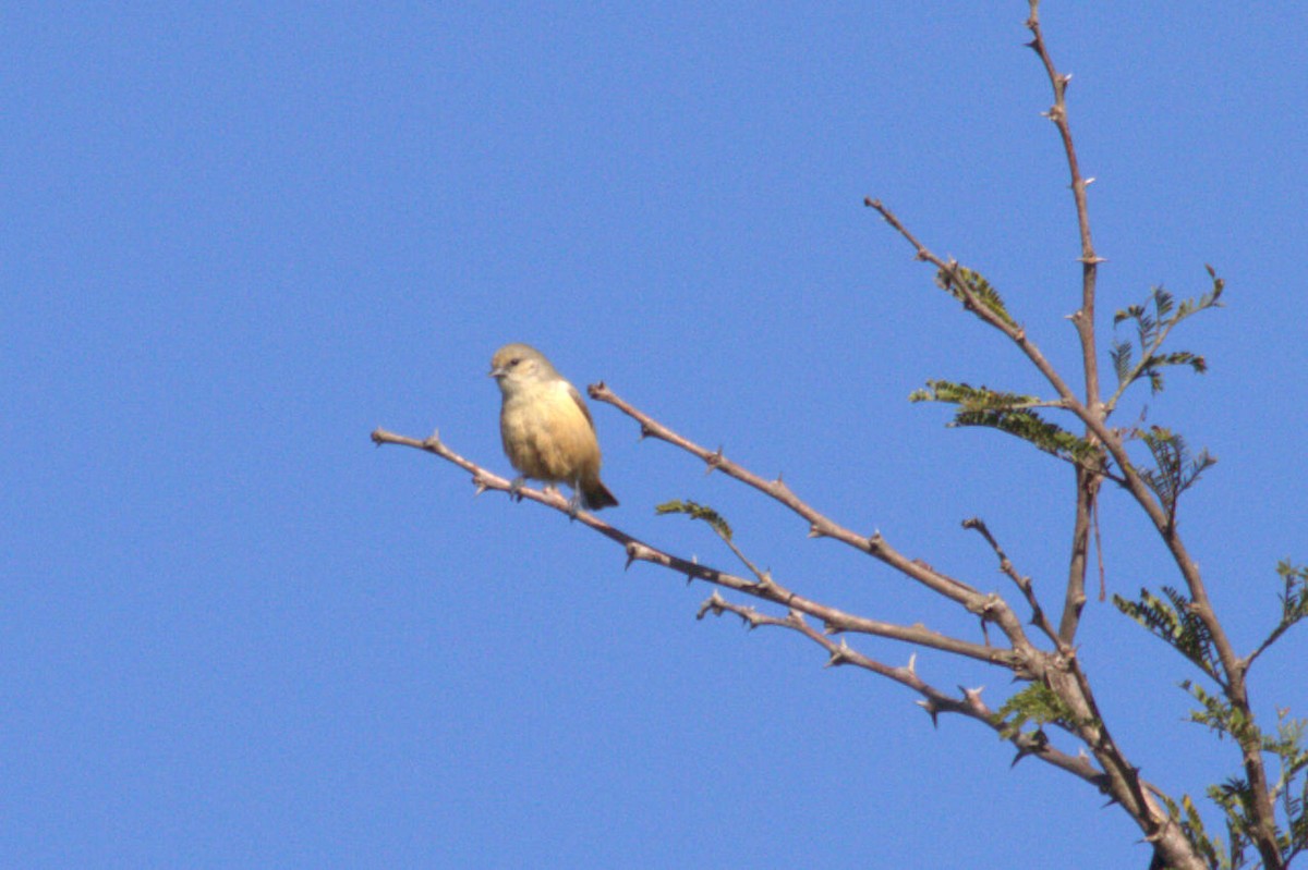 African Penduline-Tit - ML623331379