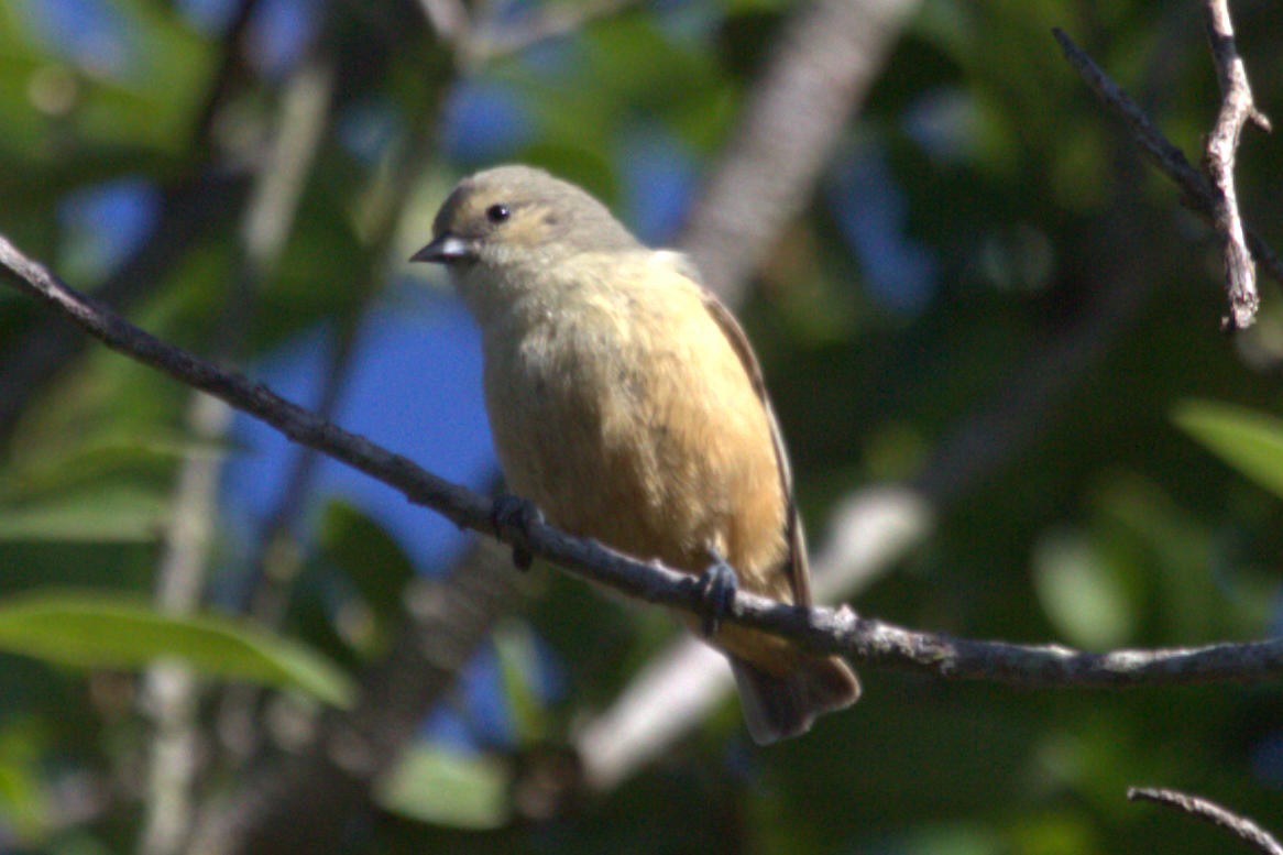 African Penduline-Tit - ML623331380