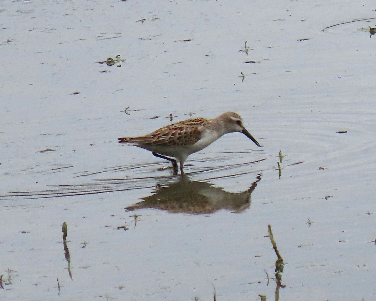 Bécasseau d'Alaska - ML623331400