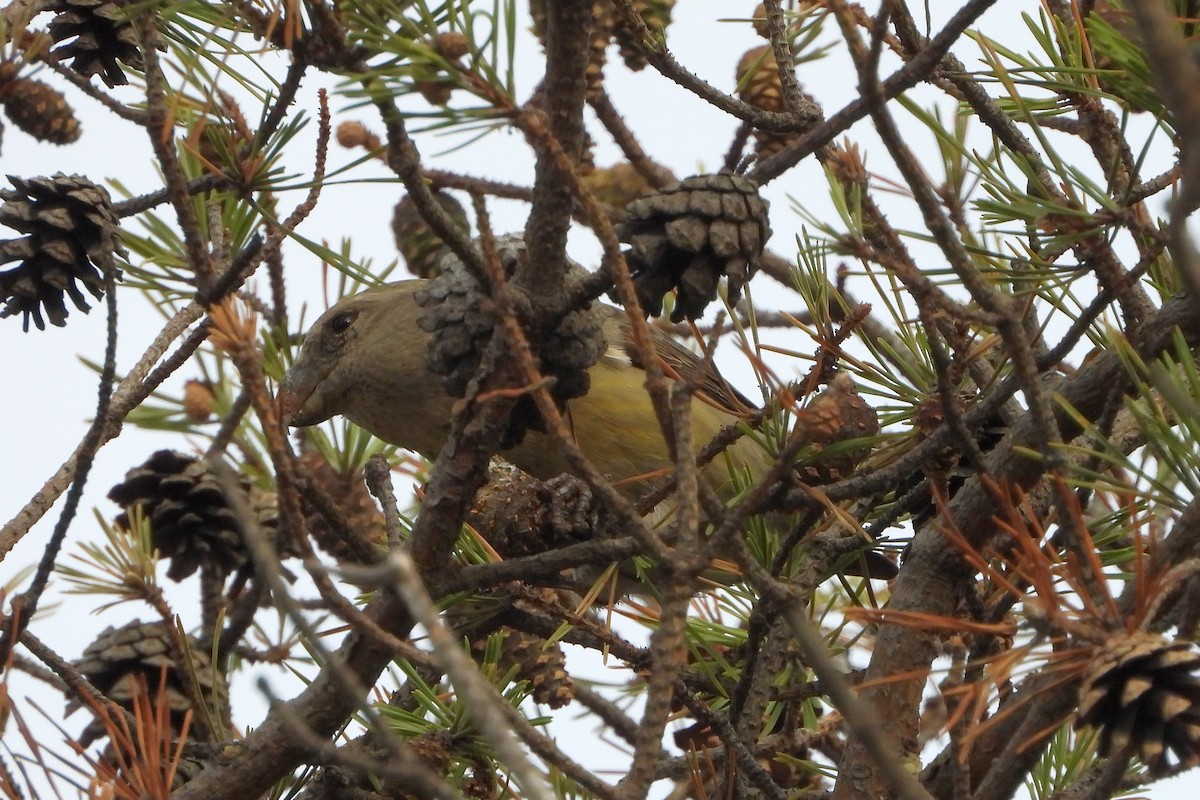 Parrot Crossbill - ML623331404