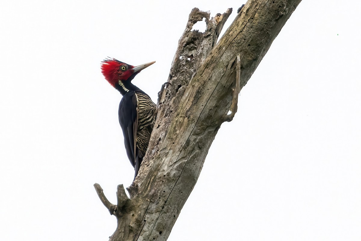 Pale-billed Woodpecker - ML623331518