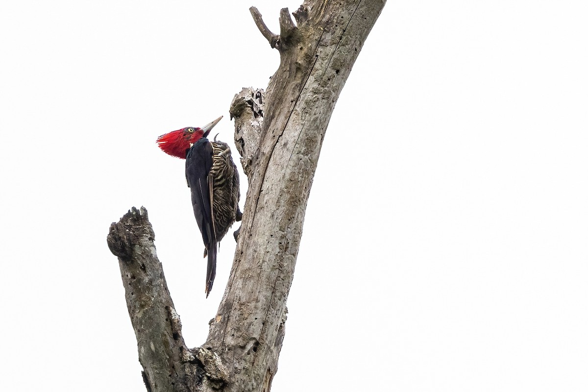 Pale-billed Woodpecker - ML623331527