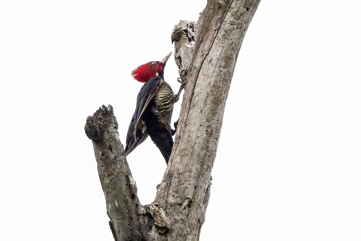 Pale-billed Woodpecker - Sandy & Bob Sipe