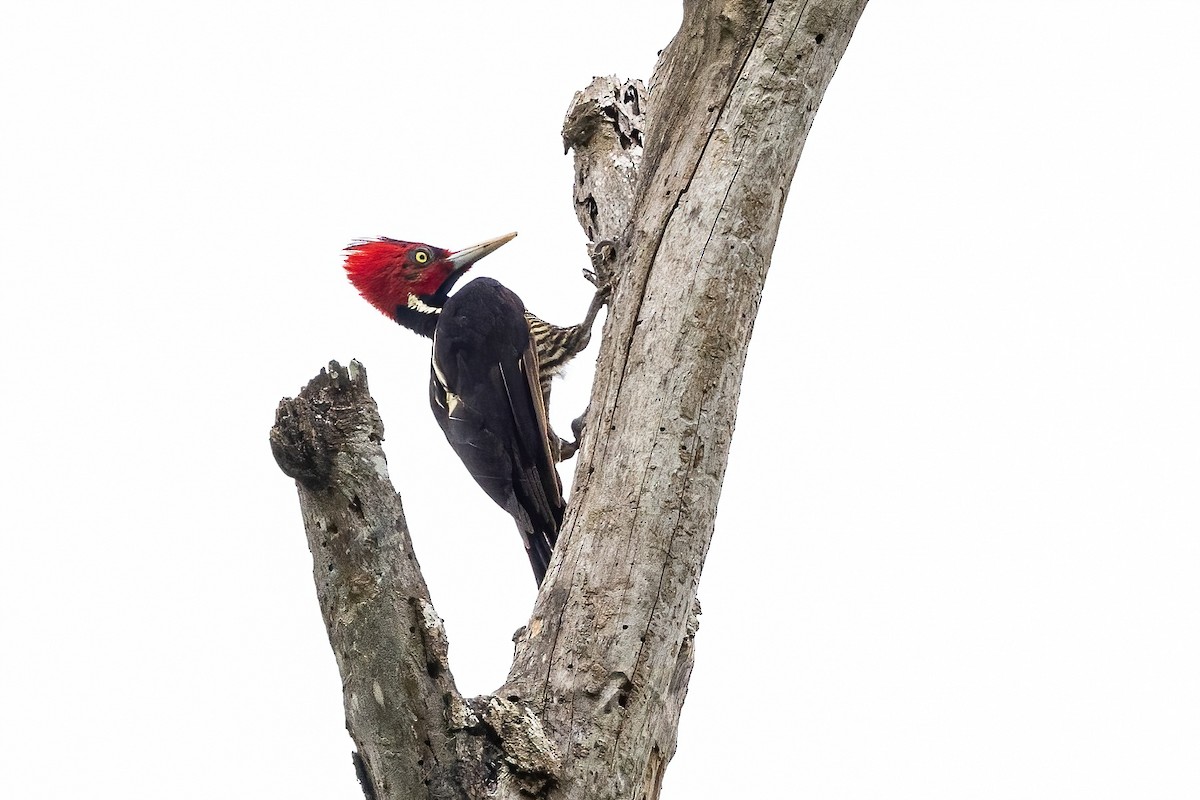 Pale-billed Woodpecker - ML623331542