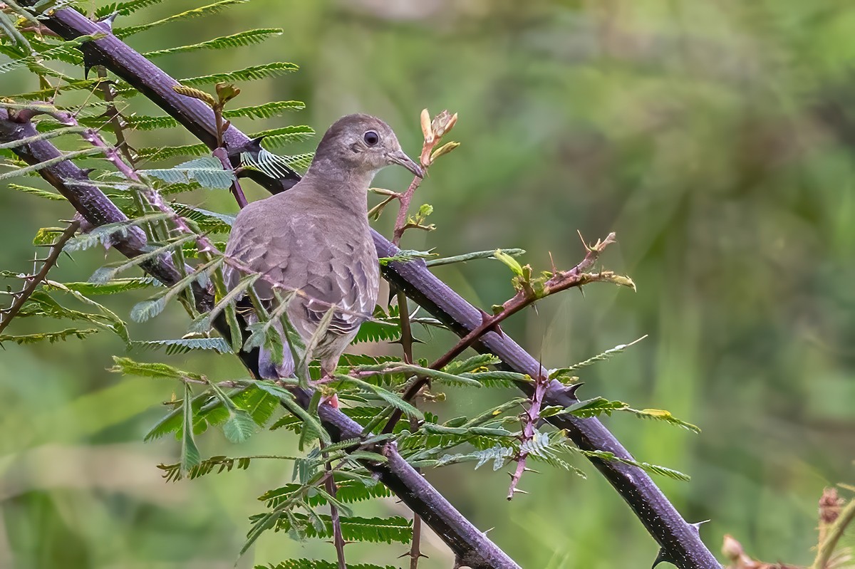 Plain-breasted Ground Dove - ML623331575