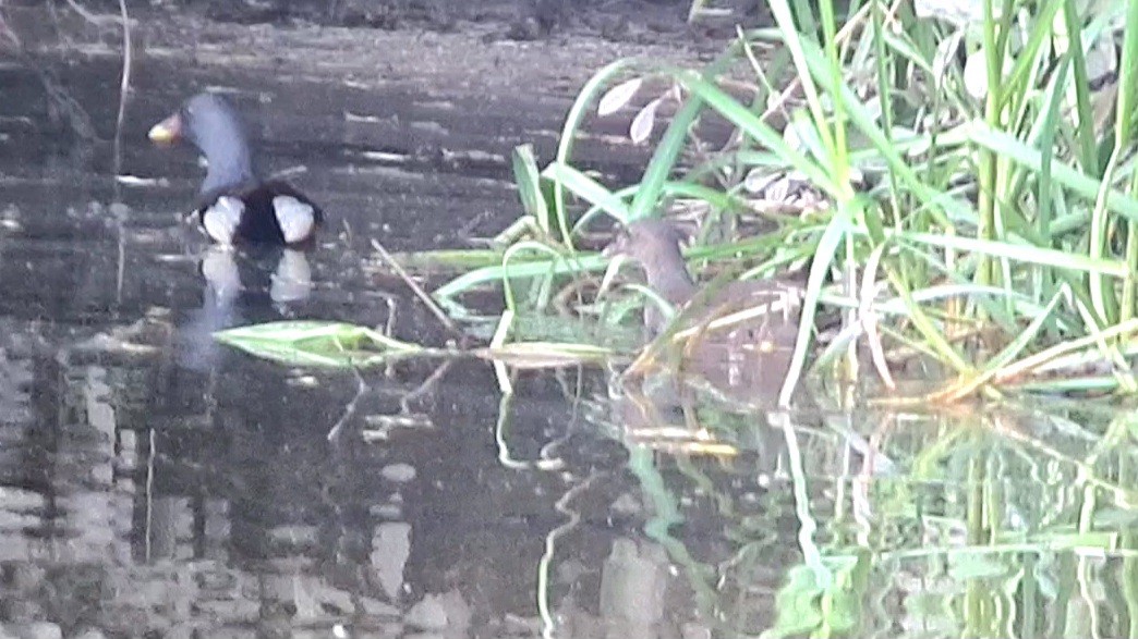 Gallinule poule-d'eau - ML623331588