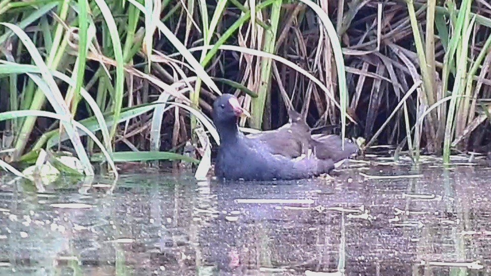 Gallinule poule-d'eau - ML623331589