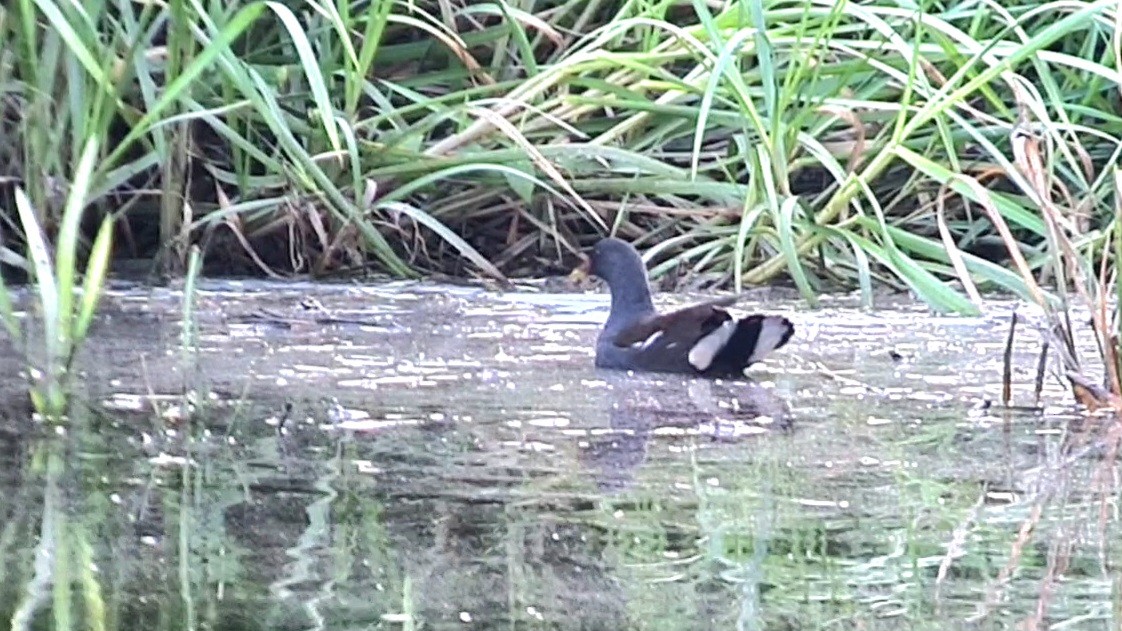 Gallinule poule-d'eau - ML623331590