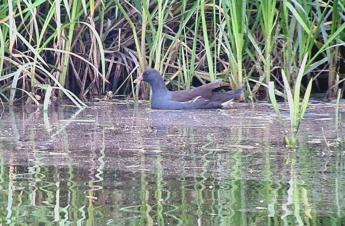 Gallinule poule-d'eau - ML623331591