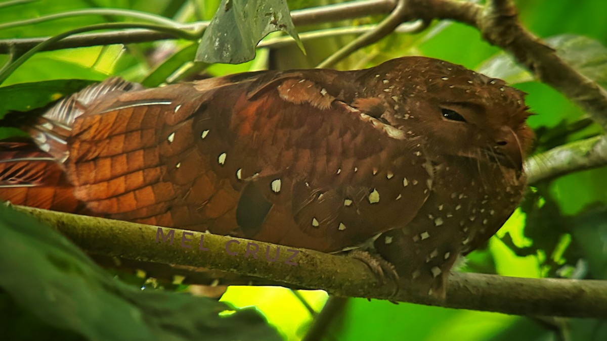 Oilbird - ML623331602