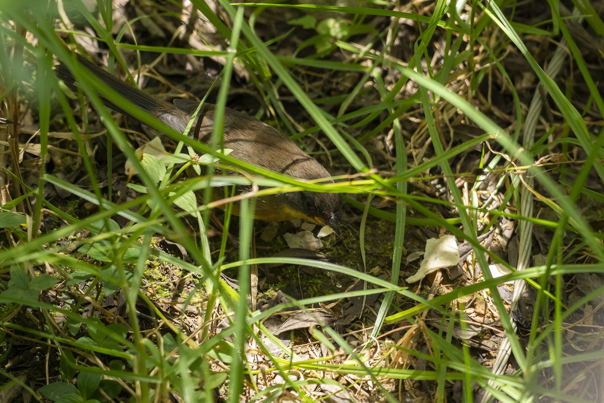 Rufous-capped Brushfinch - ML623331631