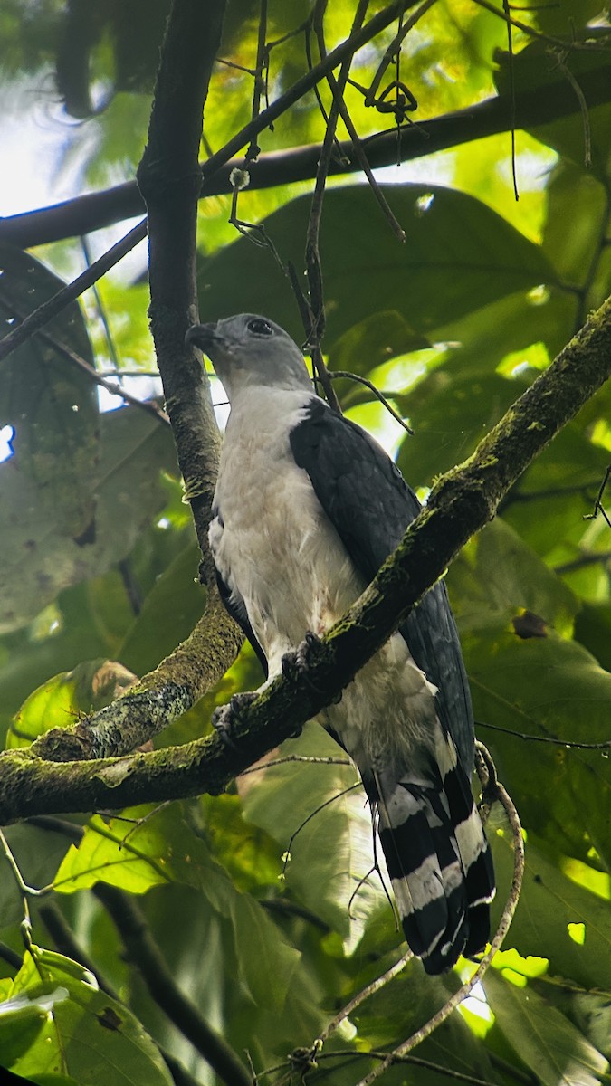 Gray-headed Kite - ML623331654