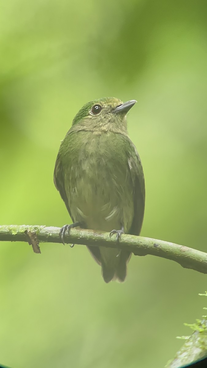 Velvety Manakin - ML623331675