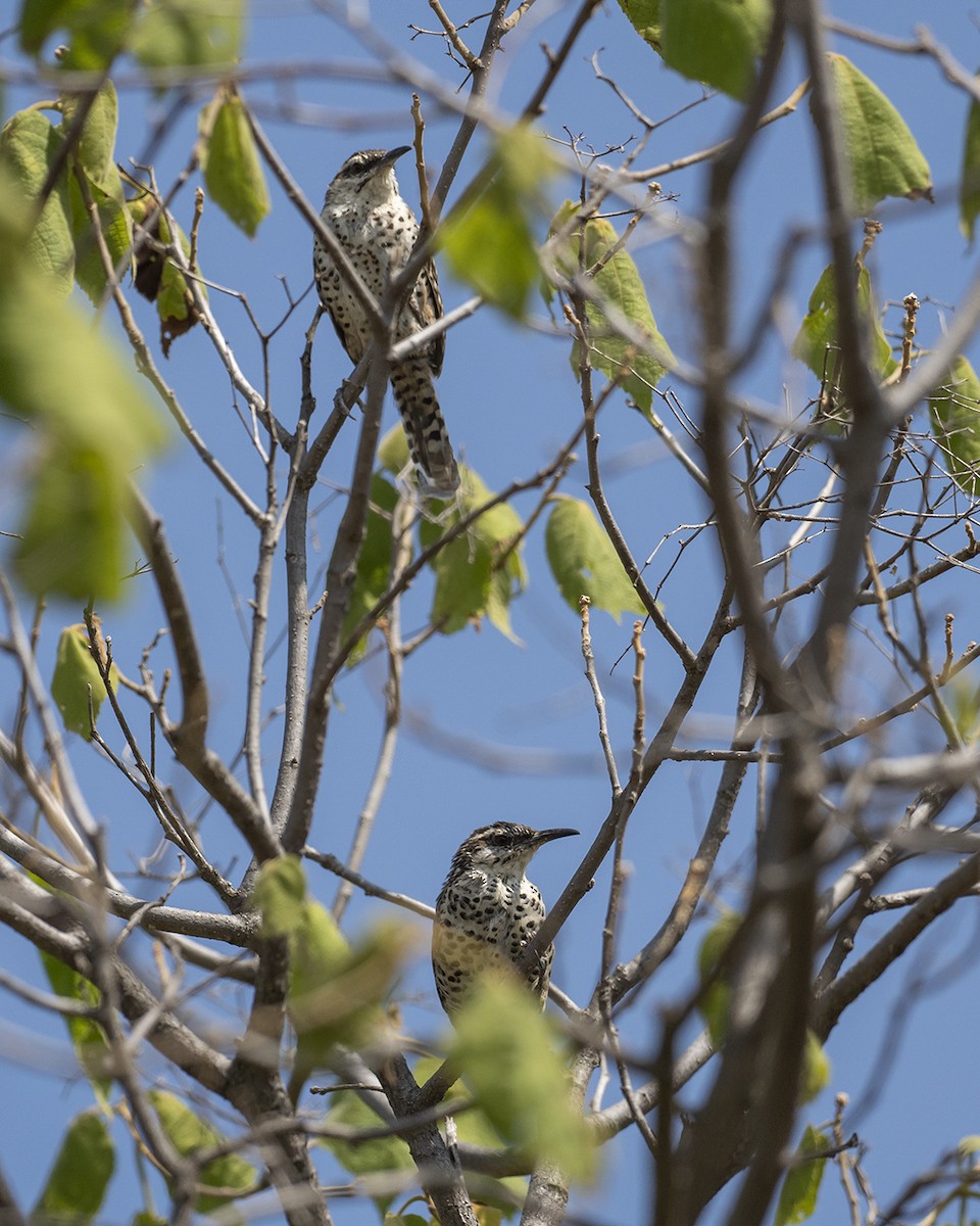 Boucard's Wren - ML623331711