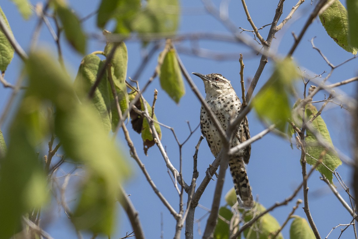 Boucard's Wren - ML623331712