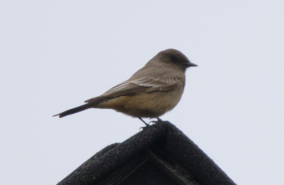 Say's Phoebe - ML623331729