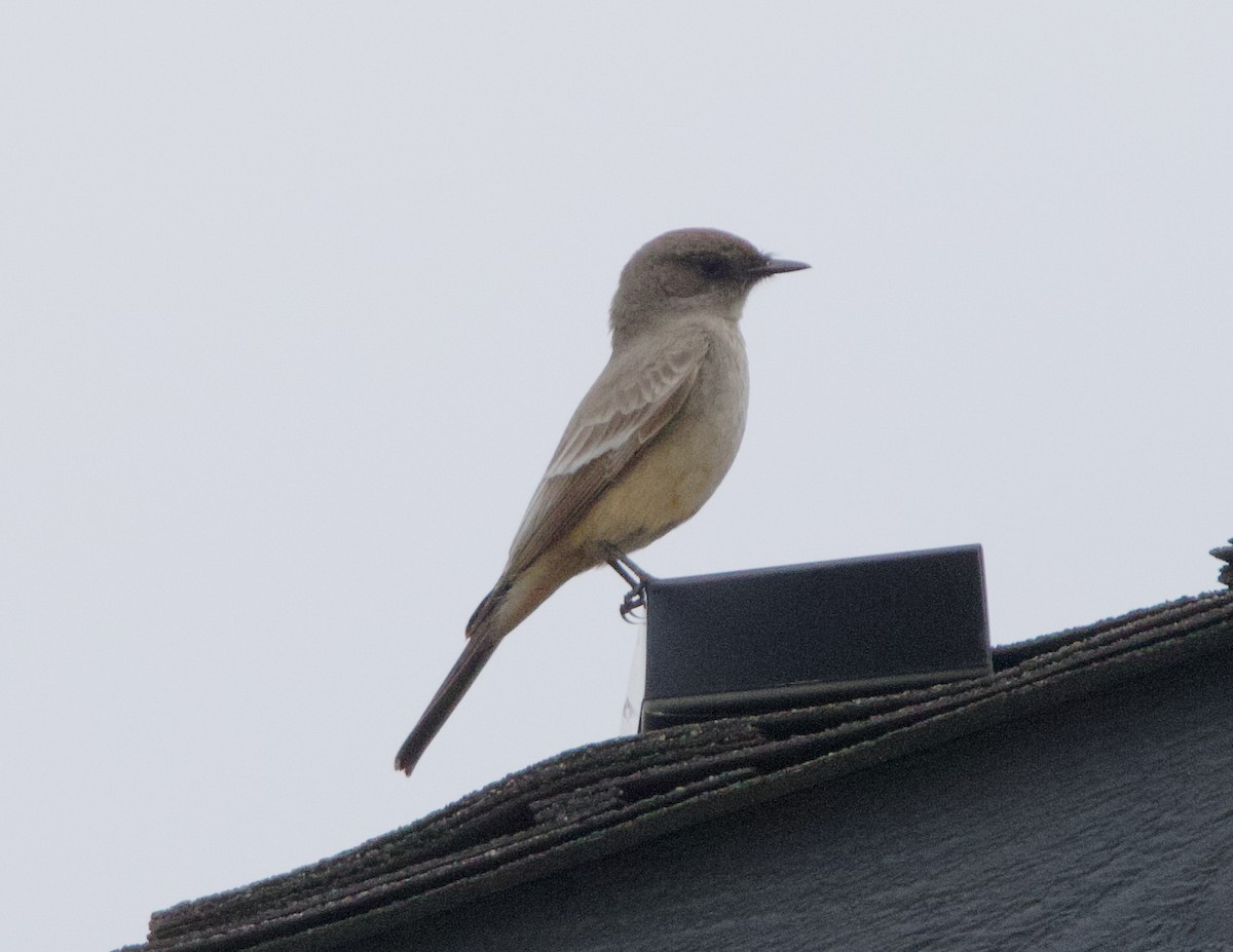 Say's Phoebe - ML623331730