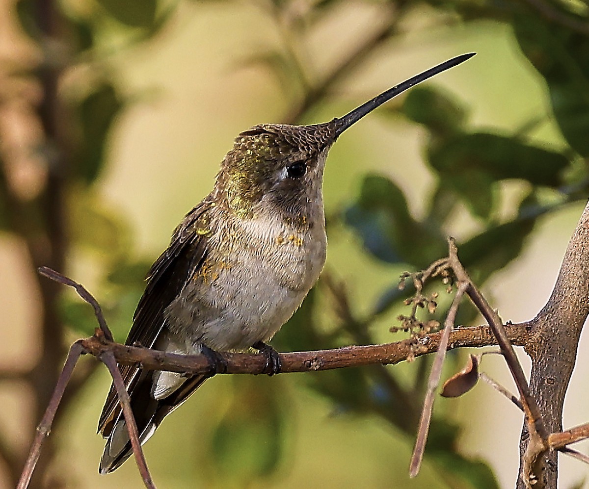 Oasis Hummingbird - ML623331950