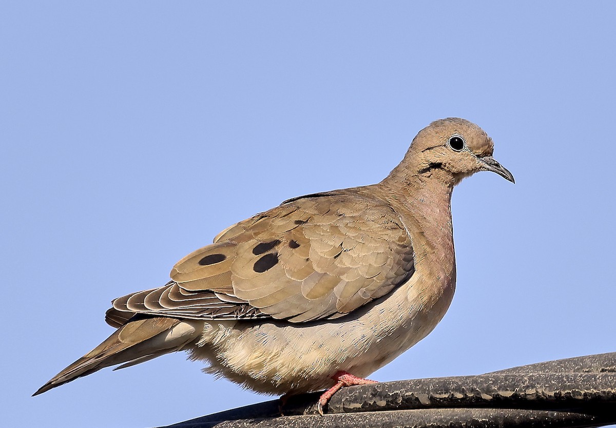 Eared Dove - ML623331963