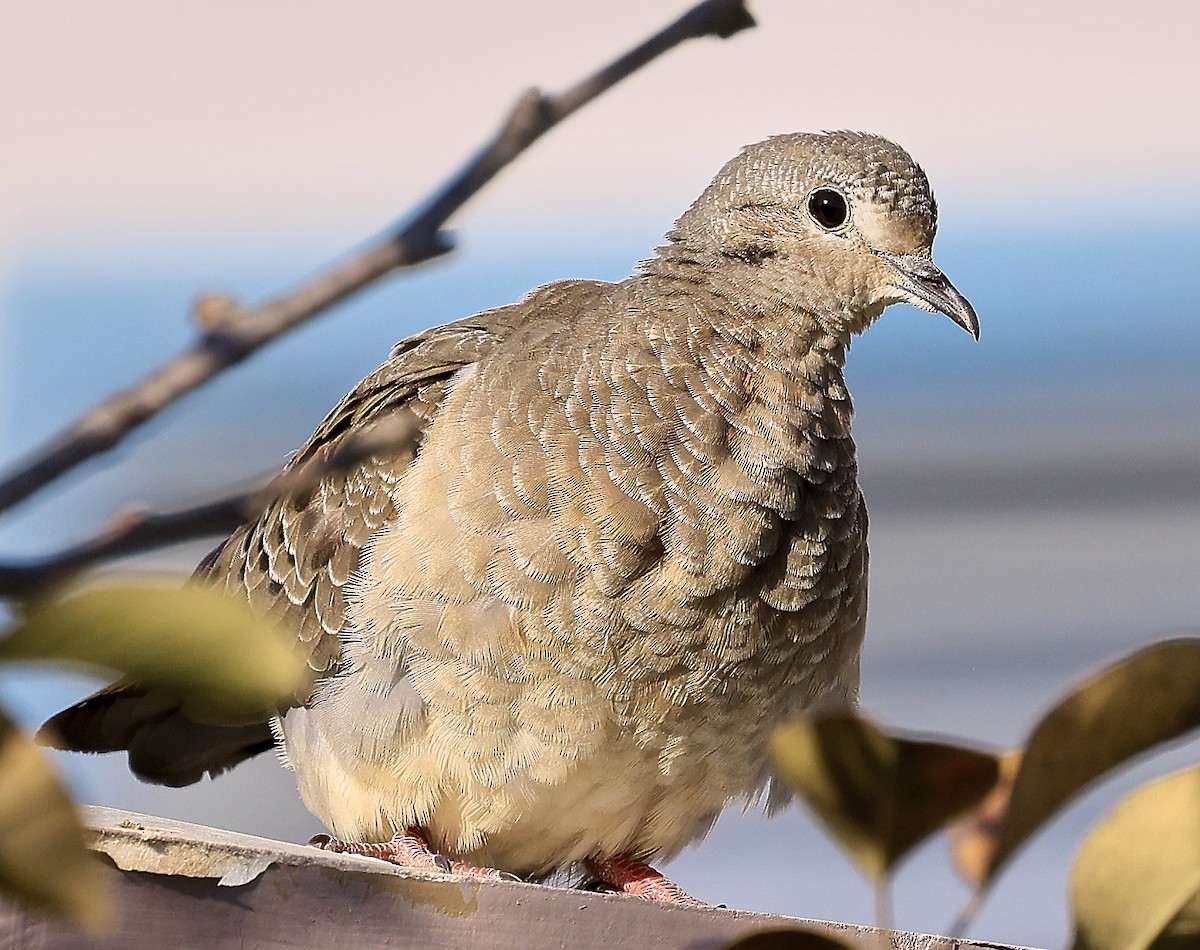 Eared Dove - ML623331966