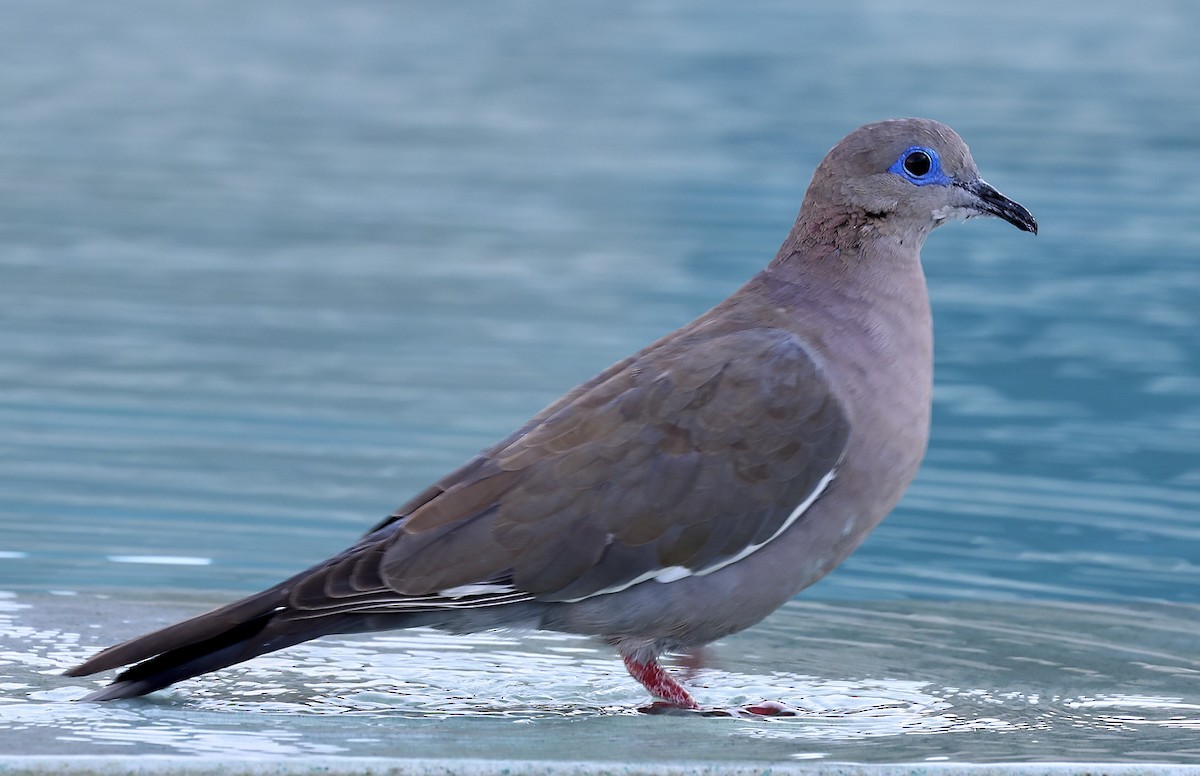 West Peruvian Dove - ML623331974