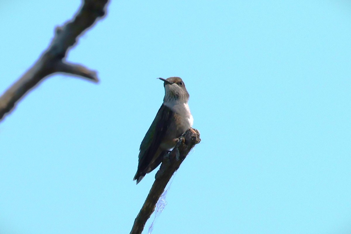 Ruby-throated Hummingbird - ML623331990