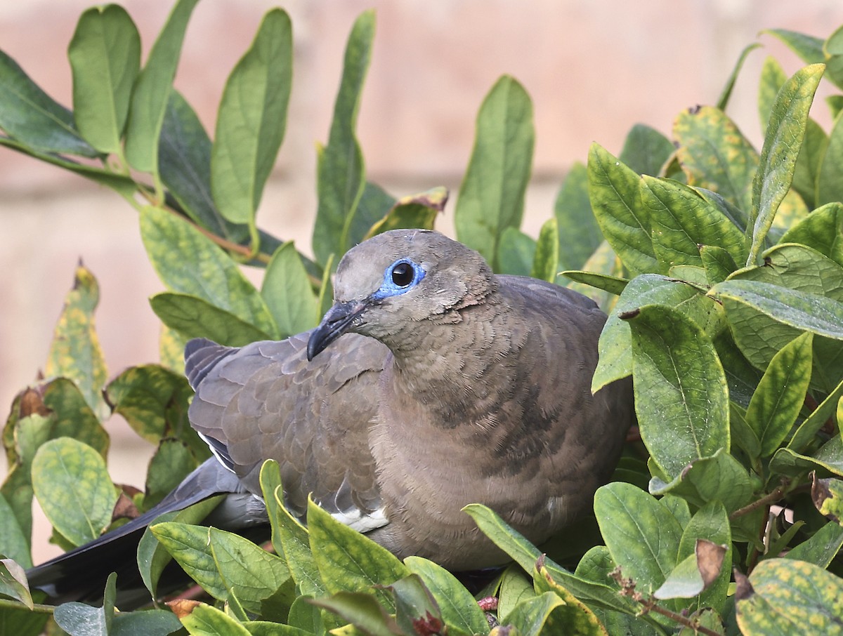 West Peruvian Dove - ML623331994