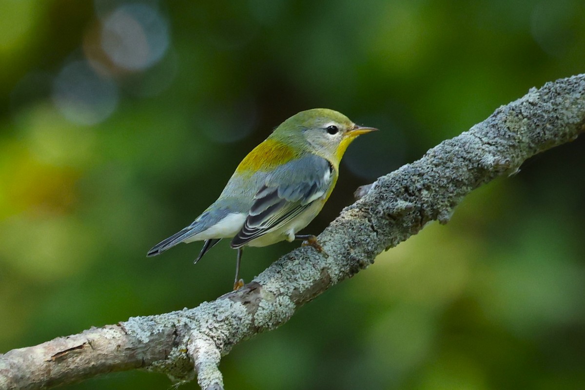 Northern Parula - ML623332004