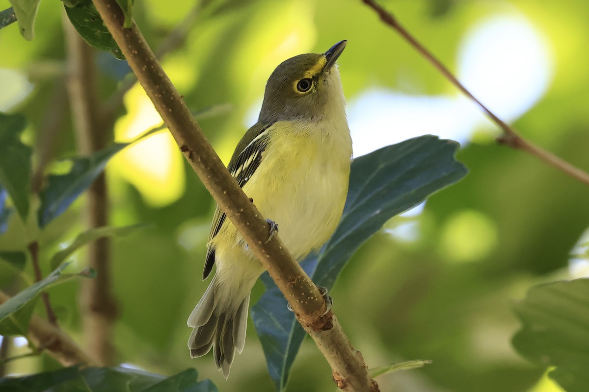 Weißaugenvireo - ML623332010